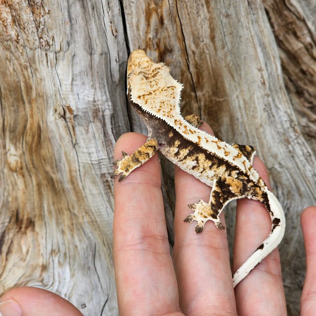 트라이 핀스트라이프 화이트핀