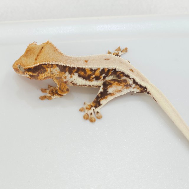 릴리화이트 트라이