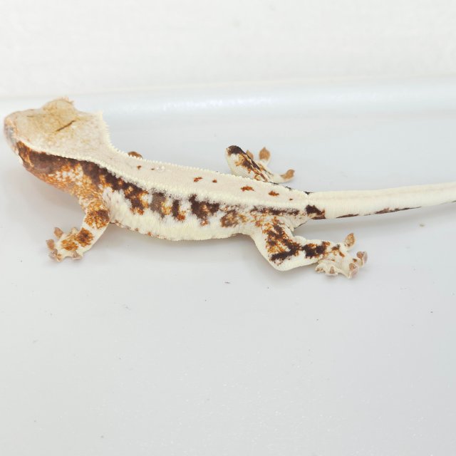 릴리화이트 트라이