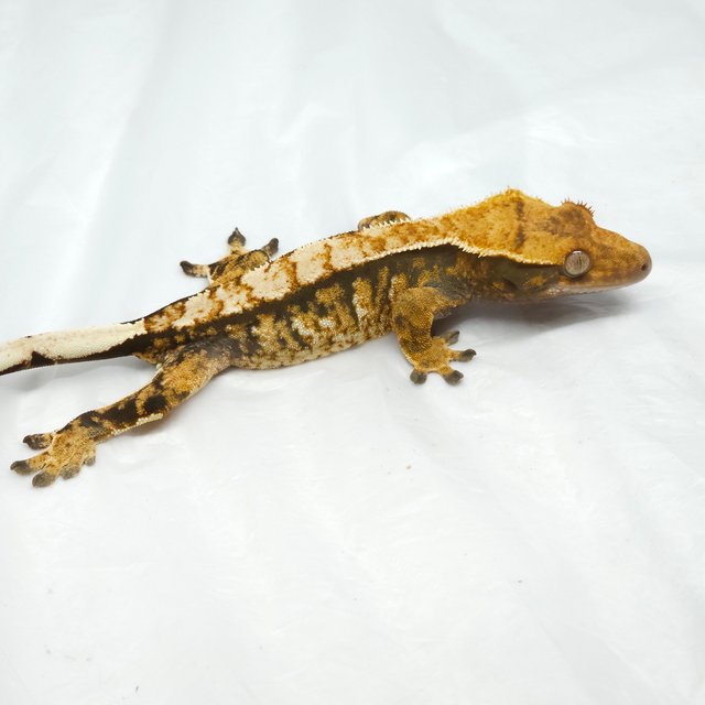 노멀 트라이 익스트림할리퀸