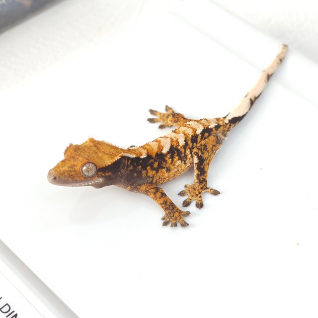 트라이 익스트림할리퀸