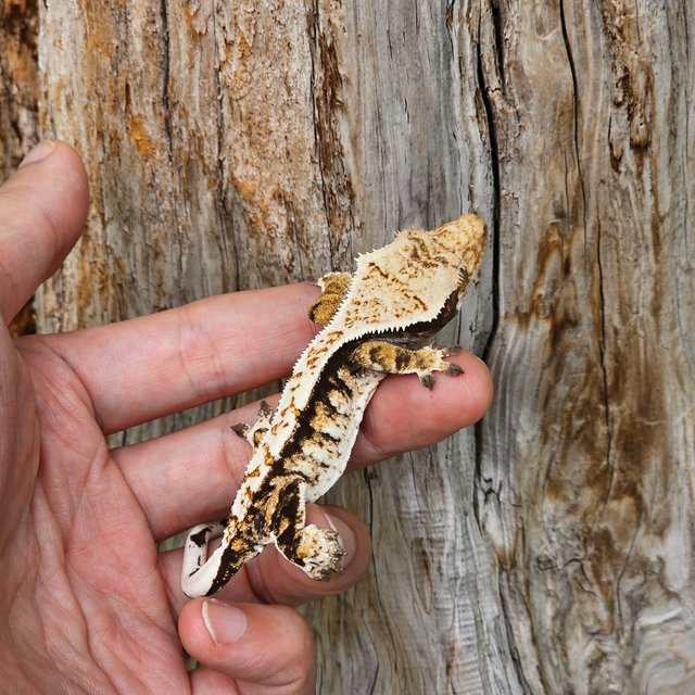 트라이 핀스트라이프 화이트핀