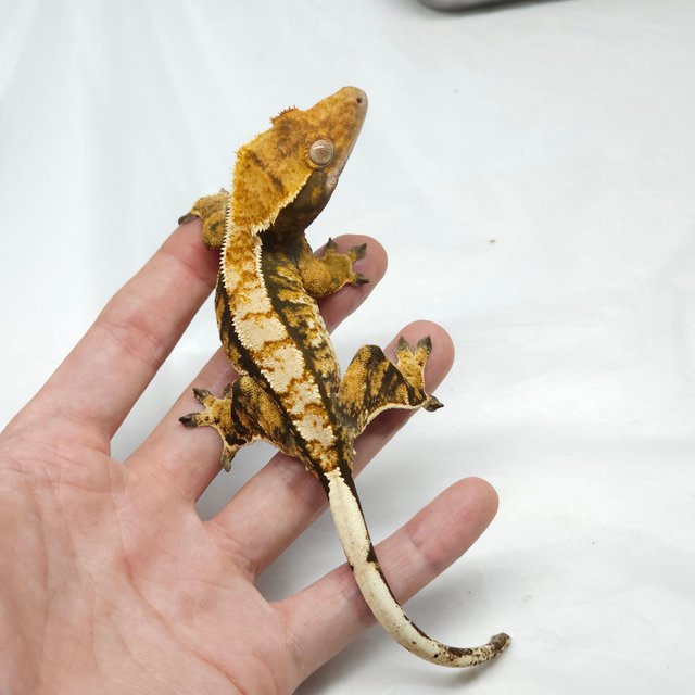 노멀 트라이 익스트림할리퀸