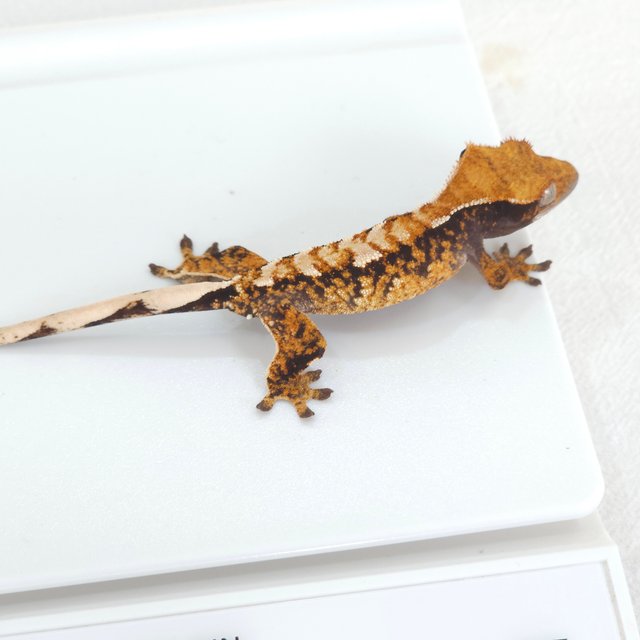 트라이 익스트림할리퀸