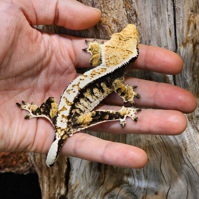 핀스트라이프 익스트림할리퀸 드리피