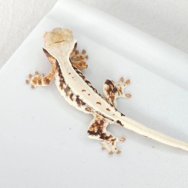 릴리화이트 트라이