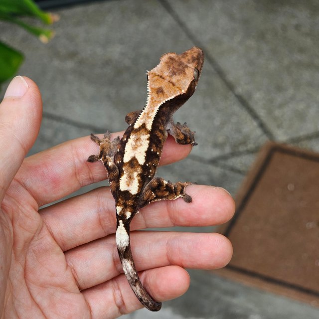 세이블