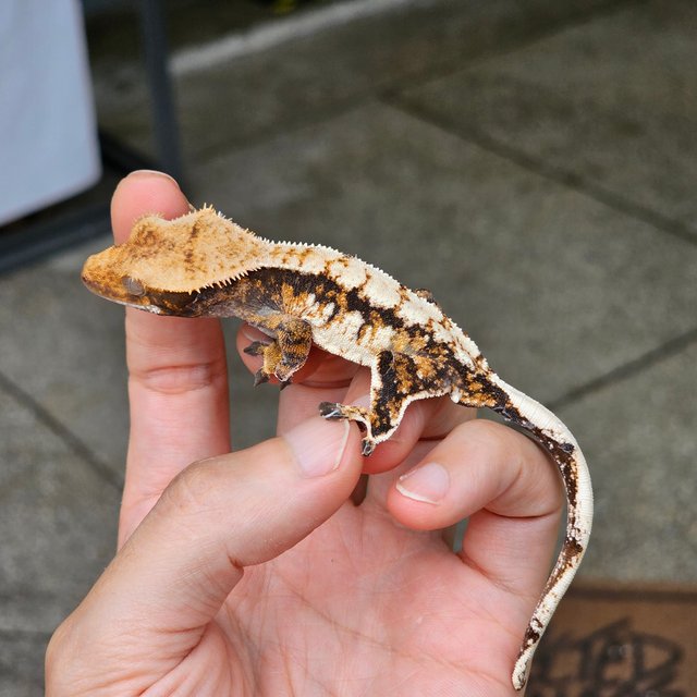 익스트림할리퀸 트라이