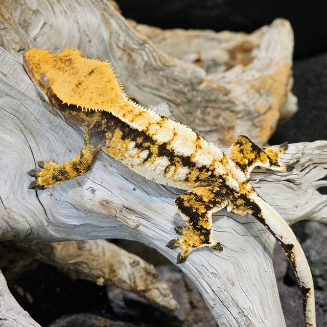 익스트림할리퀸 트라이