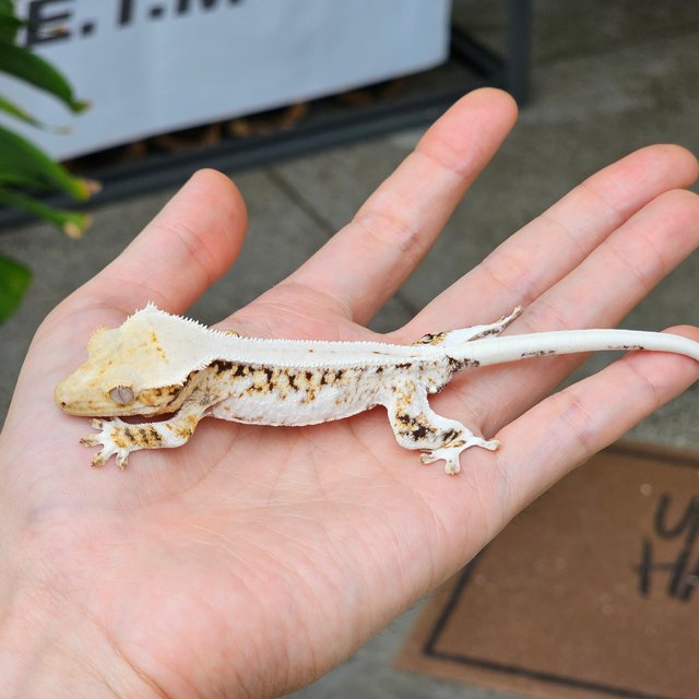 릴리화이트 트라이 옐로우