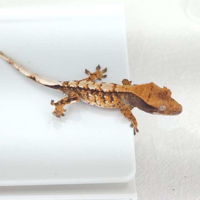 트라이 익스트림할리퀸