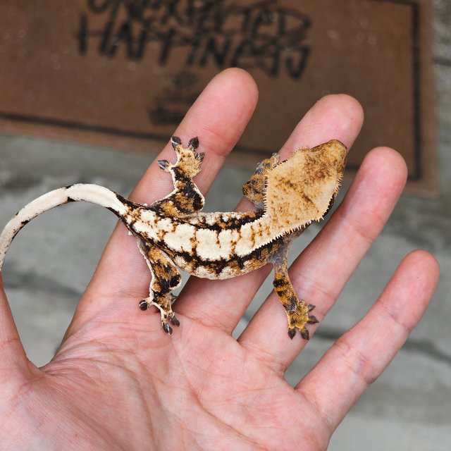 익스트림할리퀸 트라이