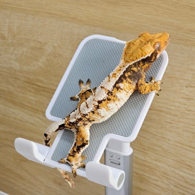 트라이 익스트림할리퀸 옐로우 드리피