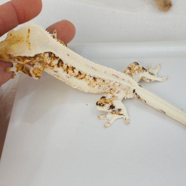 릴리화이트 트라이