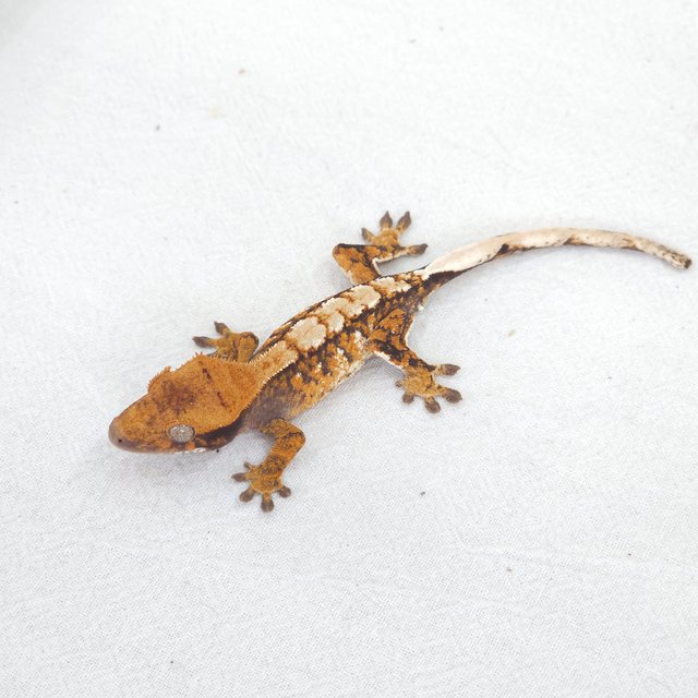 트라이 익스트림할리퀸