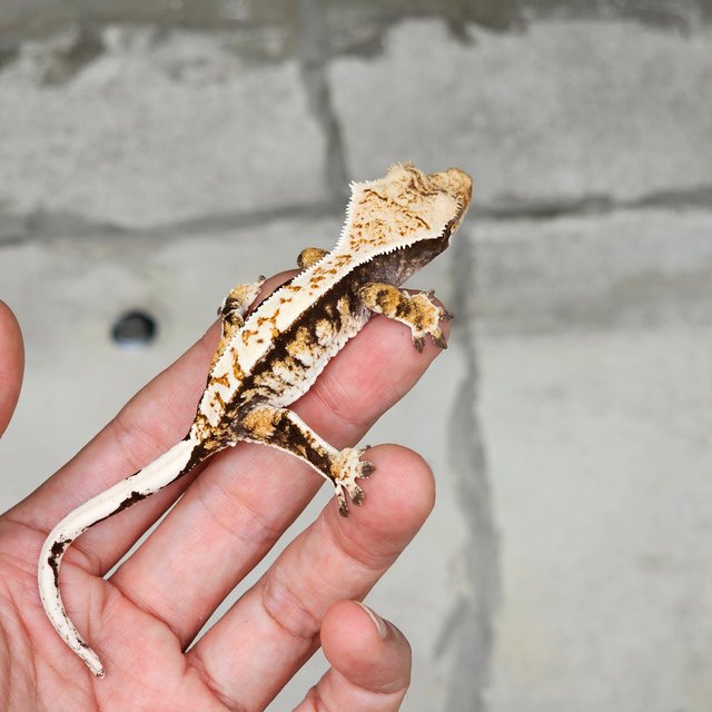 트라이 핀스트라이프 화이트핀