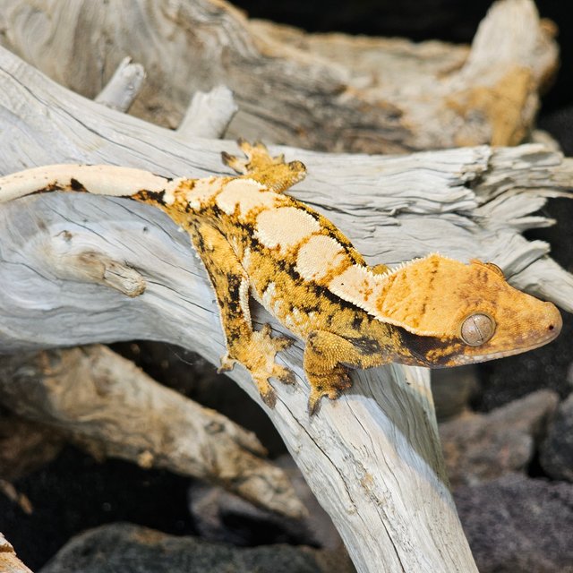 트라이 익스트림할리퀸