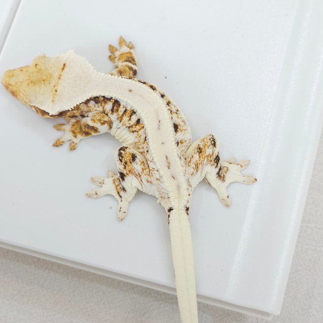 릴리화이트 트라이