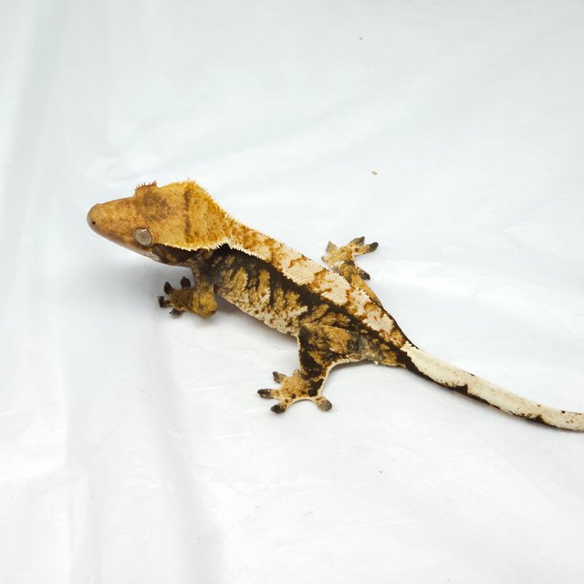 노멀 트라이 익스트림할리퀸