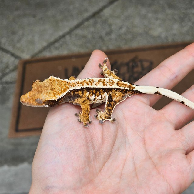 트라이 핀스트라이프 익스트림할리퀸