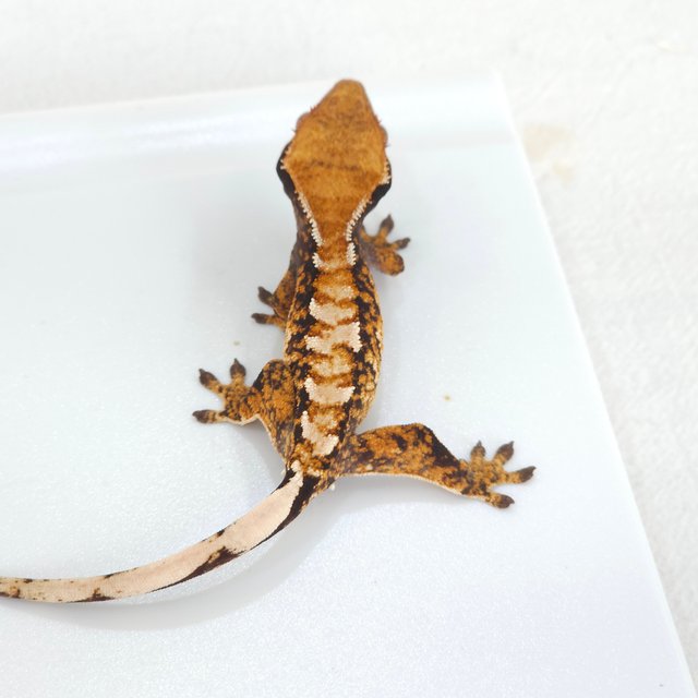 트라이 익스트림할리퀸