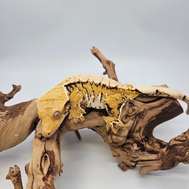 노멀 트라이 익스트림할리퀸