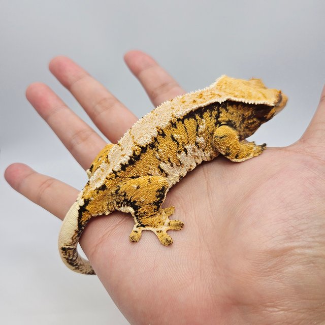 노멀 트라이 익스트림할리퀸