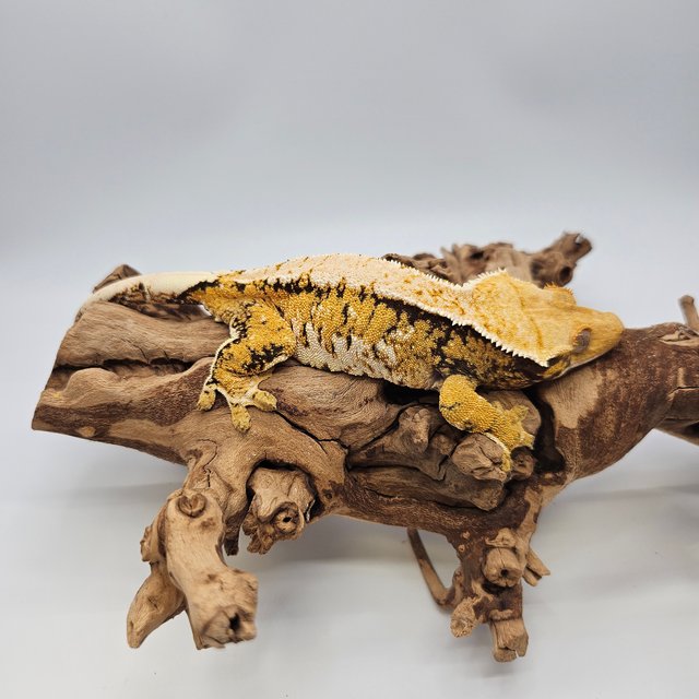 노멀 트라이 익스트림할리퀸