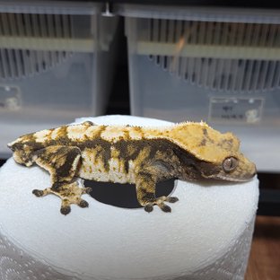 노멀 트라이 익스트림할리퀸