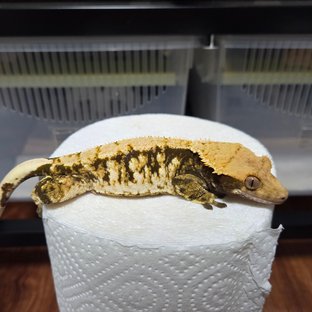 노멀 화이트스팟 트라이