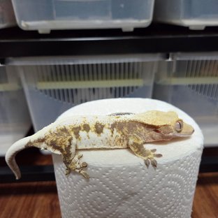 화이트 릴리화이트