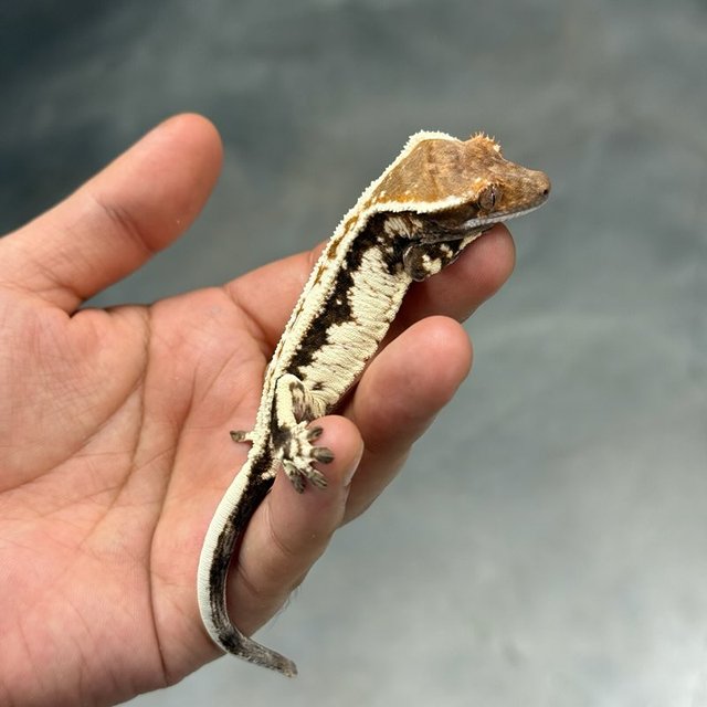 화이트 카푸치노