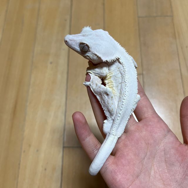 화이트 릴리화이트