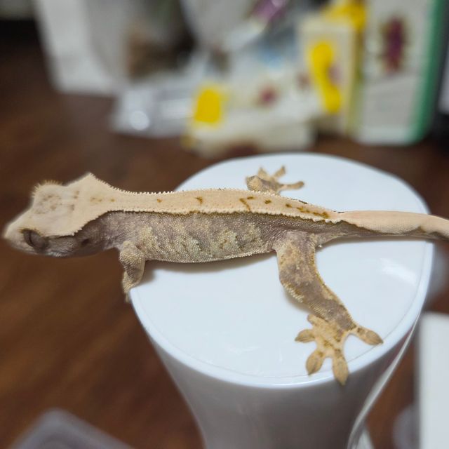 트라이 노멀