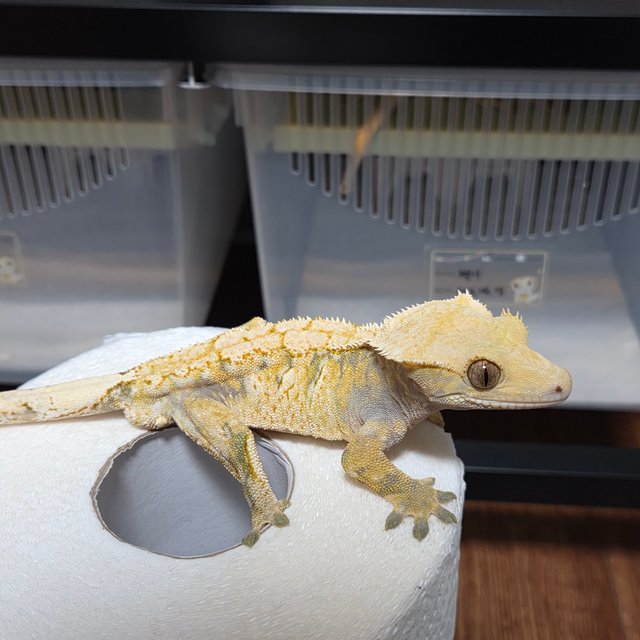 노멀 트라이 익스트림할리퀸