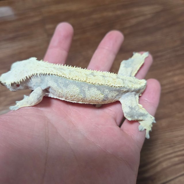 노멀 릴리화이트