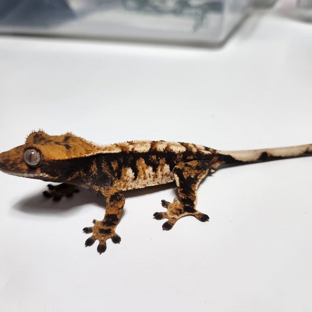 노멀 트라이 익스트림할리퀸