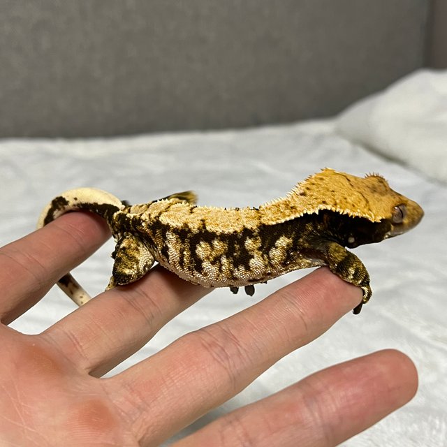 노멀 화이트스팟 트라이