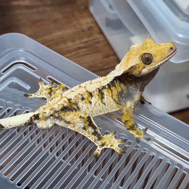 노멀 트라이 익스트림할리퀸