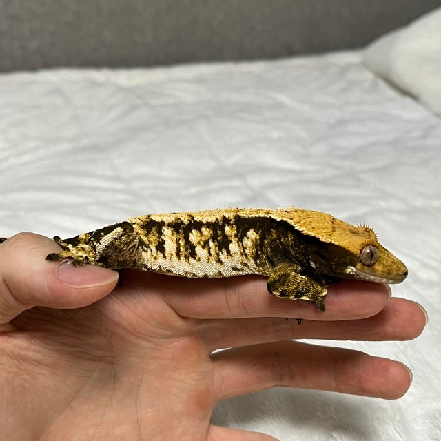 노멀 화이트스팟 트라이