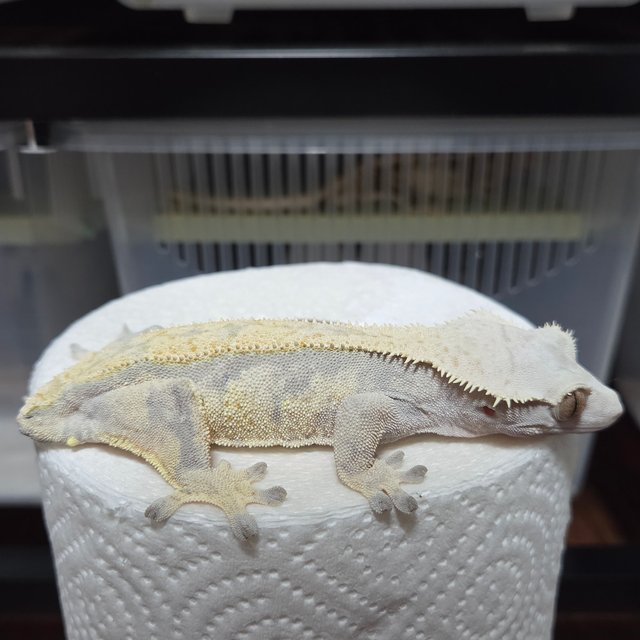 노멀 릴리화이트