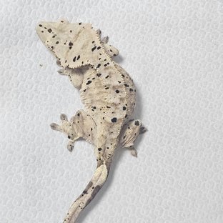 달마시안 슈퍼달마시안