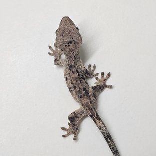 슈퍼달마시안