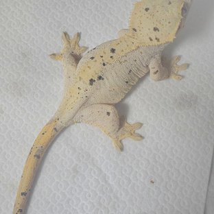 달마시안 슈퍼달마시안