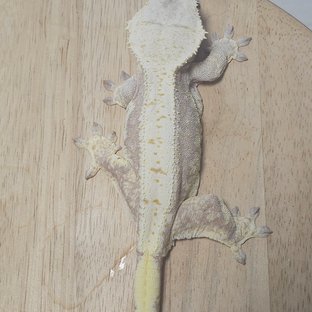 릴리화이트 레드