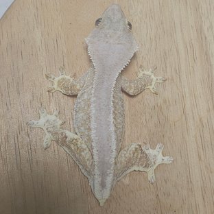 릴리화이트 크림