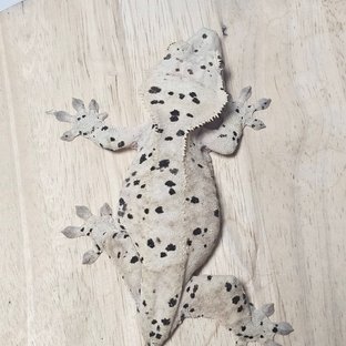 달마시안 슈퍼달마시안