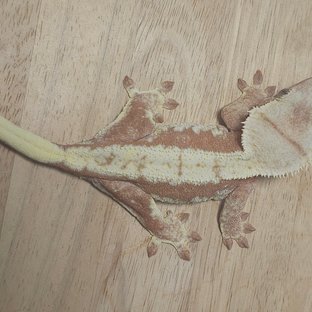 릴리화이트 레드