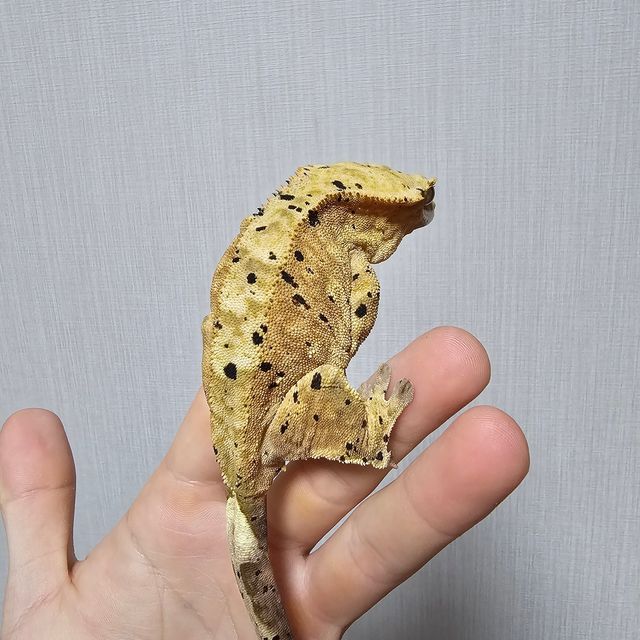 달마시안