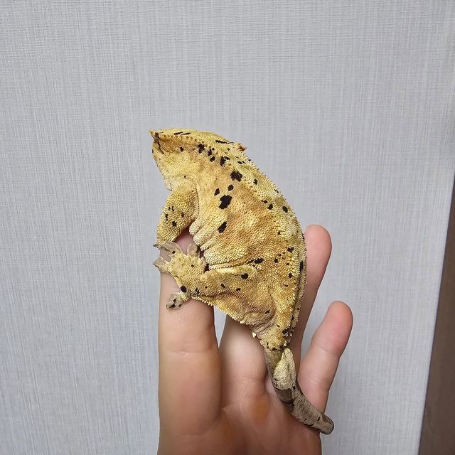 달마시안